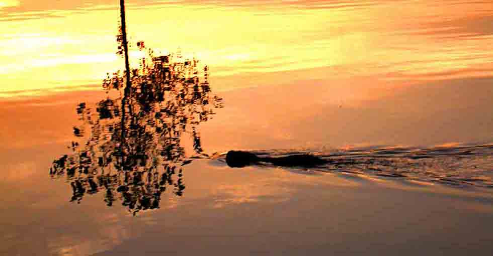     Treibholz, nein   ...  