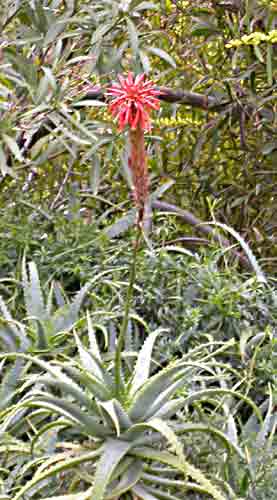    bl&uuml;ht im Winer und bei uns nicht   ....   