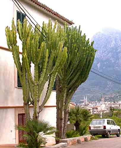    im Hintergrund  Kirchturm   nach Gaudi   ....   