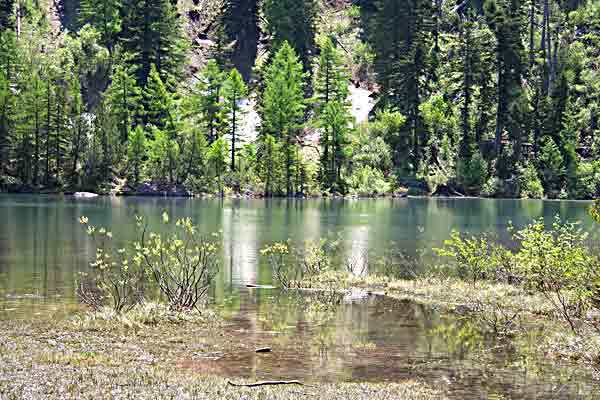    letzte Schneeresten im angrenzenden Urwald   ...  