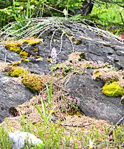    'landschaftliche Umgebung' der Orchidee   ...       