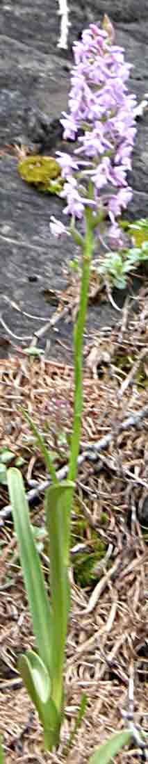 etwas heranger&uuml;ckt          unten gehts weiter   ...  