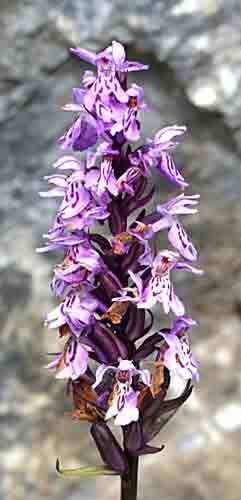    eine Bl&uuml;te im Detaiil im n&auml;chsten Bild   ...  