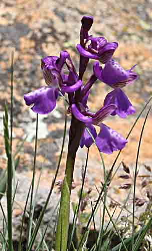    ev. &Oacute;rchis spitz&eacute;lli  (2992)