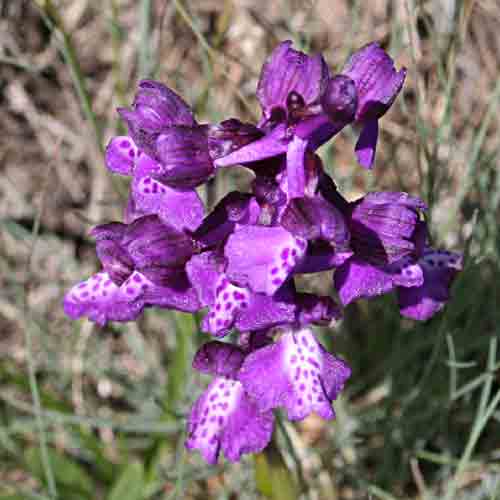    wie vorheriges Bild   ....