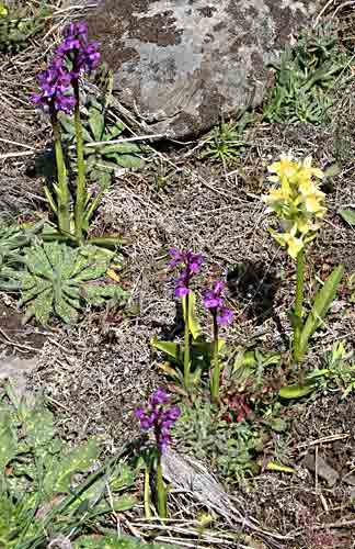       Dactylorhiza sambucina (Massa-Orchidee)   ....
