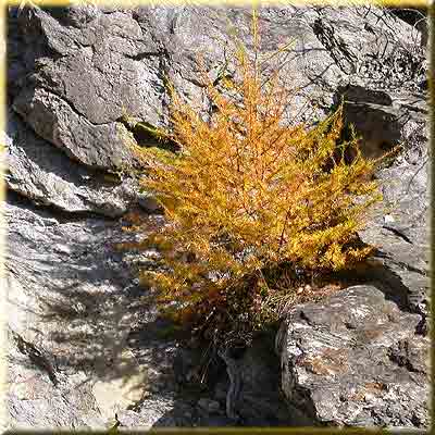    bald wirds eng   ...    